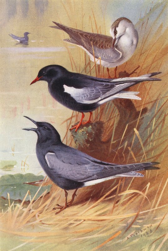 Rybitwa białoskrzydła (dorosła i młoda), rybitwa czarna (kolorowa litografia) autorstwa Archibald Thorburn