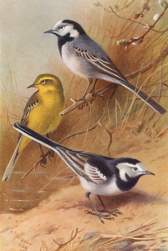 Pliszka siwa, pliszka żółta, pliszka siwa (kolorowa litografia) autorstwa Archibald Thorburn
