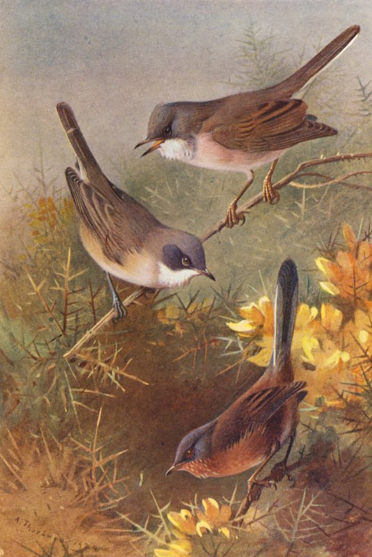 Podróżniczek, podróżniczek mniejszy, podróżniczek Dartford (kolorowa litografia) autorstwa Archibald Thorburn
