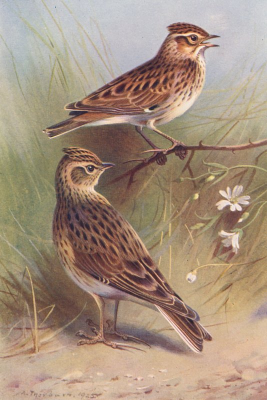 Wood-Lark, Sky-Lark (kolorowa litografia) autorstwa Archibald Thorburn