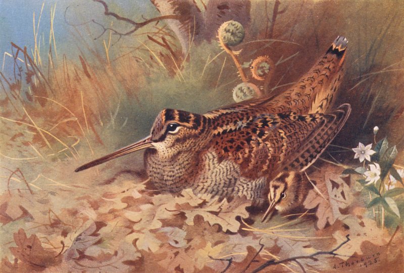 Słonka (kolorowa litografia) autorstwa Archibald Thorburn