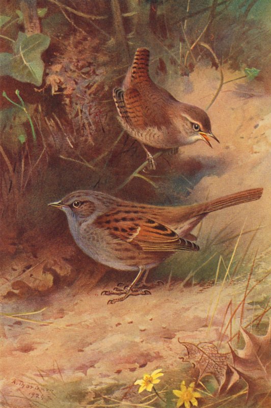 Wren, Hedge-Sparrow (kolorowa litografia) autorstwa Archibald Thorburn
