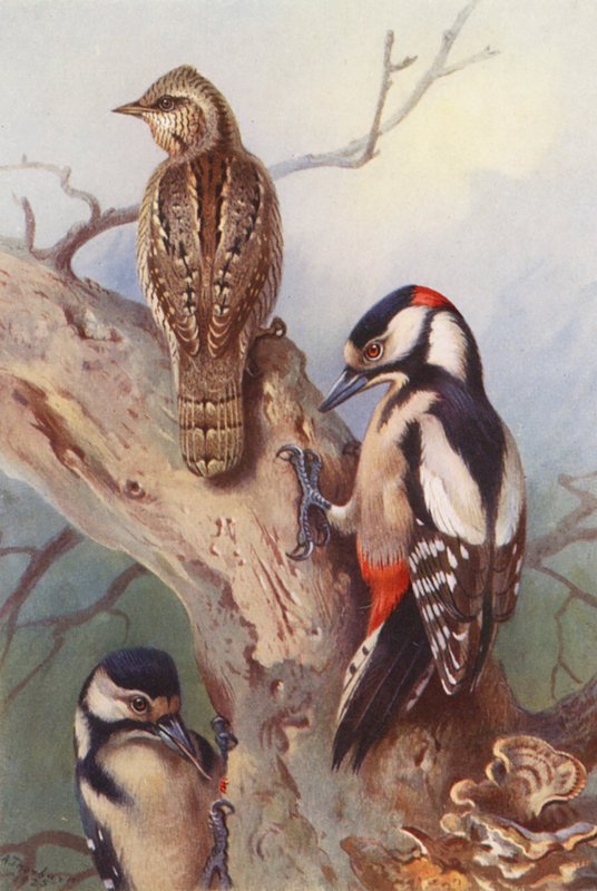 Krętogłów, dzięcioł duży (samiec i samica) (kolorowa litografia) autorstwa Archibald Thorburn