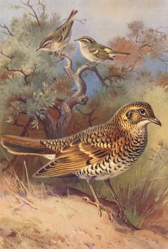 Warzęcha żółta, wierzbówka Pallasa, drozd obrożny (kolorowa litografia) autorstwa Archibald Thorburn