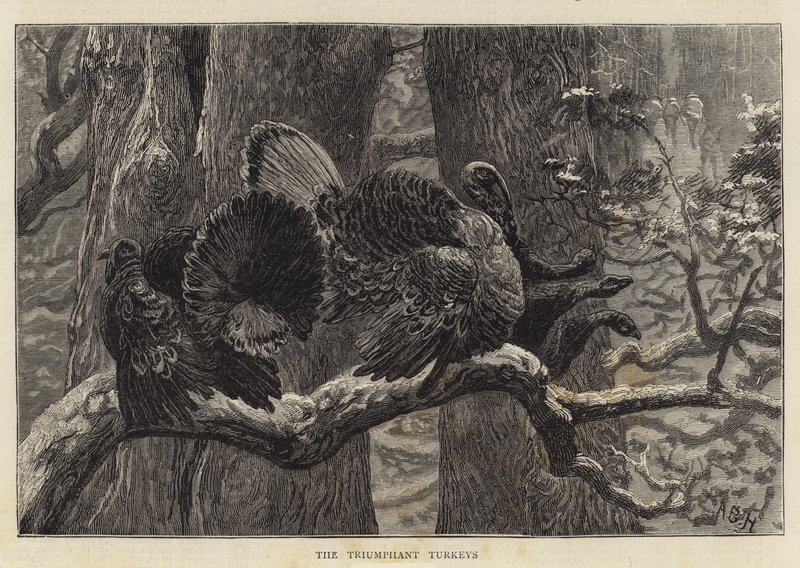 Triumfujące indyki autorstwa Arthur Boyd Houghton