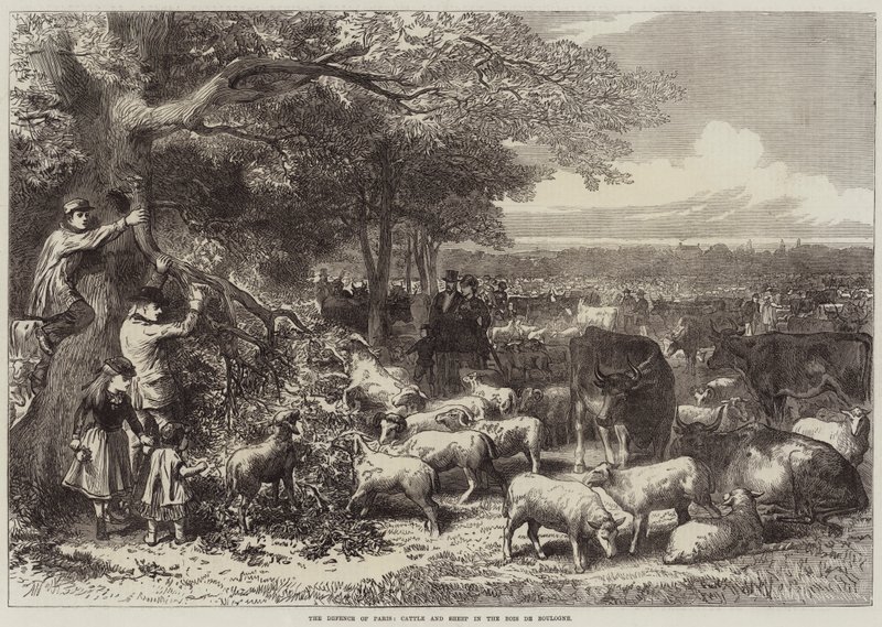 Obrona Paryża, bydła i owiec w Bois de Boulogne autorstwa Arthur Hopkins