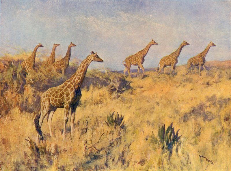 Oddział żyraf (kolor lito) autorstwa Arthur Wardle