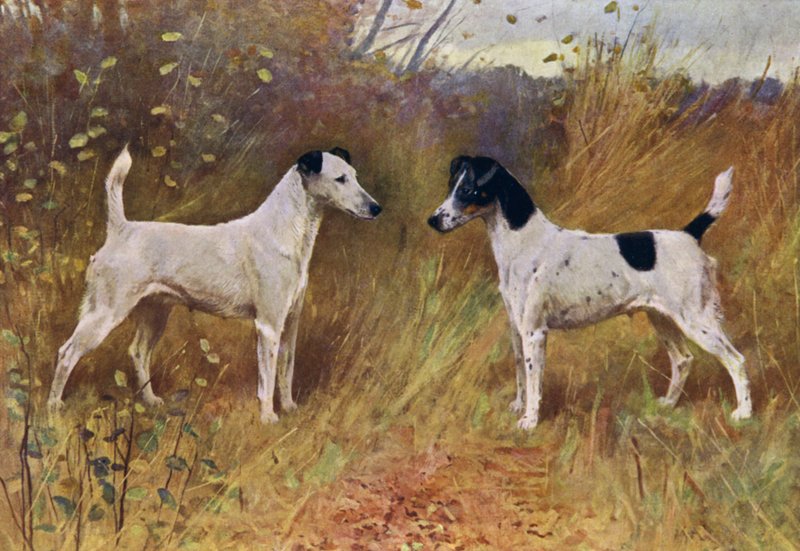 Rywalne piękności, mistrzyni Donna Fortuna i mistrzyni księżnej Durham (kolor lito) autorstwa Arthur Wardle