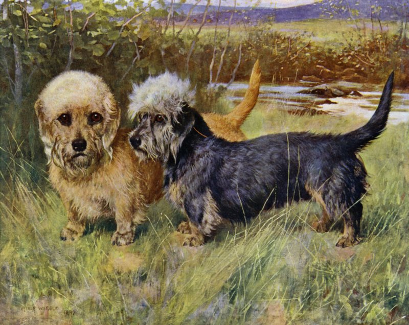 The Dandie Dinmont Terriers, Ch Blacket House Yet, Musztarda i Ch Ancrum Fanny, Pepper (kolor lito) autorstwa Arthur Wardle