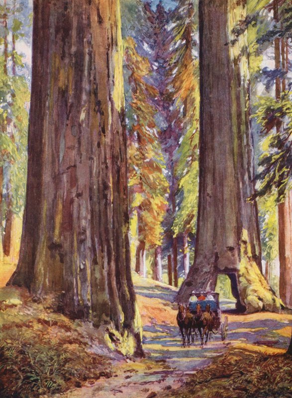 Gigantyczne drzewa w Kalifornii, USA (kolorowa litografia) autorstwa Auguste Gerardin