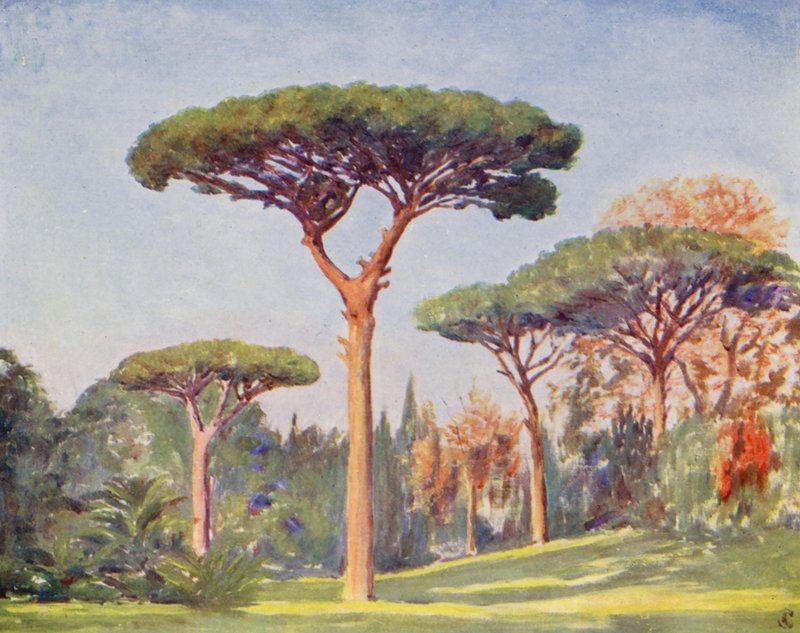 Rock Pines, Villa Floridiana (kolorowa litografia) autorstwa Augustine Fitzgerald