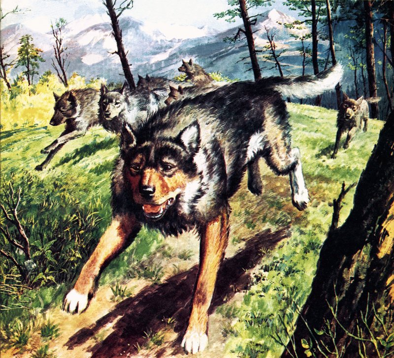 The Call of the Wild, na podstawie powieści Jacka Londona autorstwa Barrie Linklater