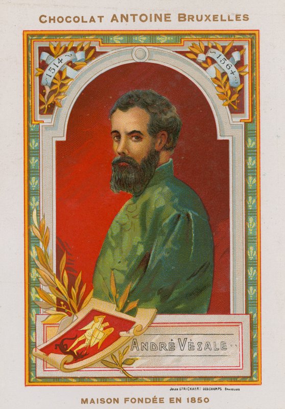 Andreas Vesalius, XVI-wieczny flamandzki anatom i lekarz autorstwa Belgian School