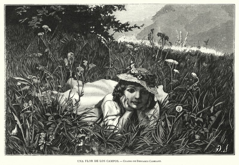 Kwiat pól (lito) autorstwa Benjamin  Constant