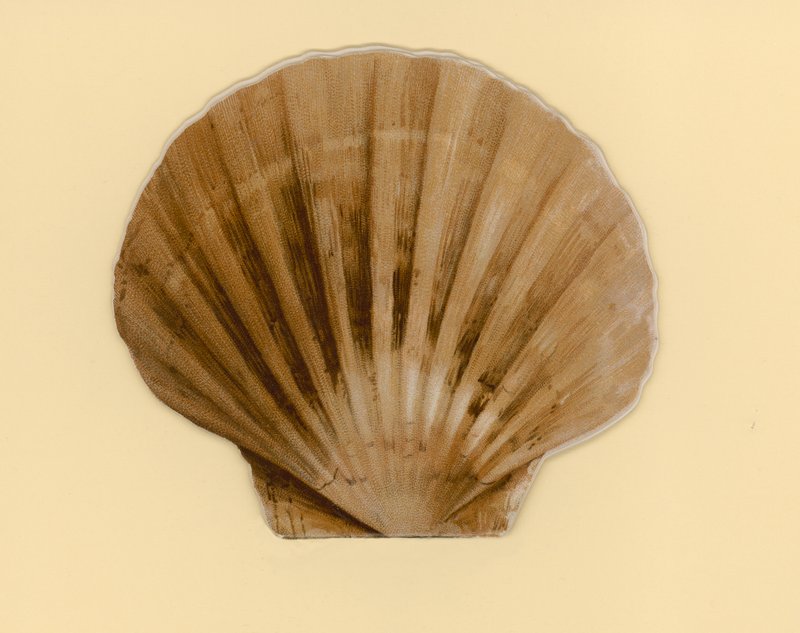 Ilustracja do broszury zatytułowanej Sea Shells (kolor lito) autorstwa Benjamin D. Sigmund