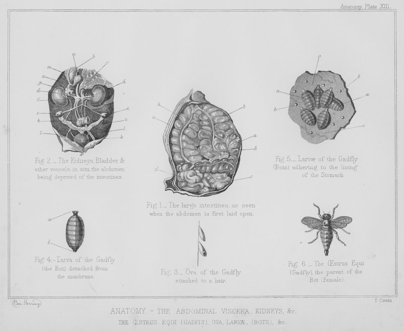 Anatomia, trzewia brzuszne, nerki itp., ruja equi, gad, jaja, larwy, boty itp. (litho) autorstwa Benjamin Herring