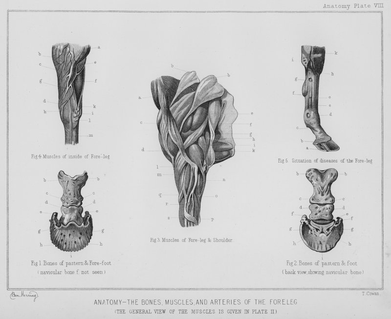 Anatomia, kości, mięśnie i tętnice kończyny przedniej (litowo) autorstwa Benjamin Herring