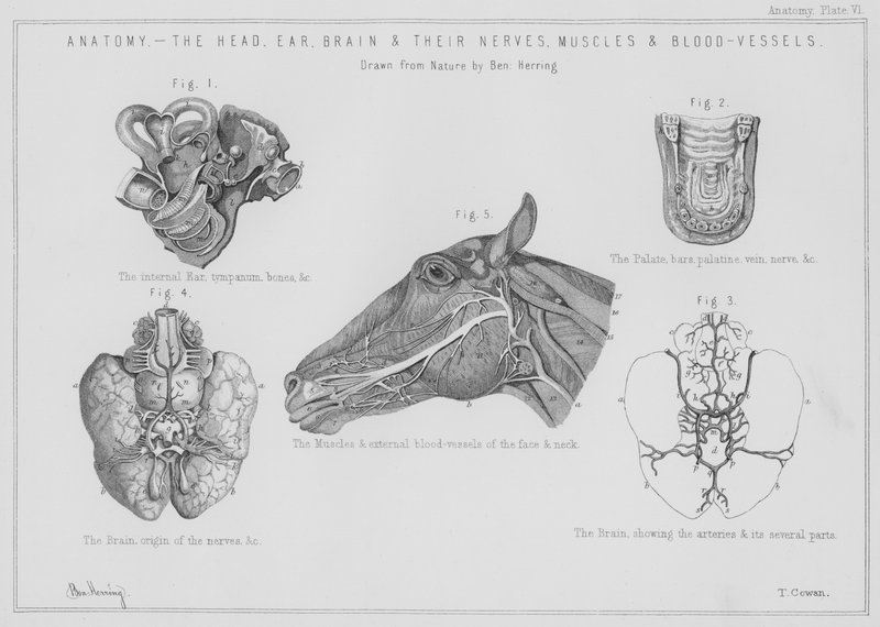 Anatomia, głowa, ucho, mózg i ich nerwy, mięśnie i naczynia krwionośne (lito) autorstwa Benjamin Herring