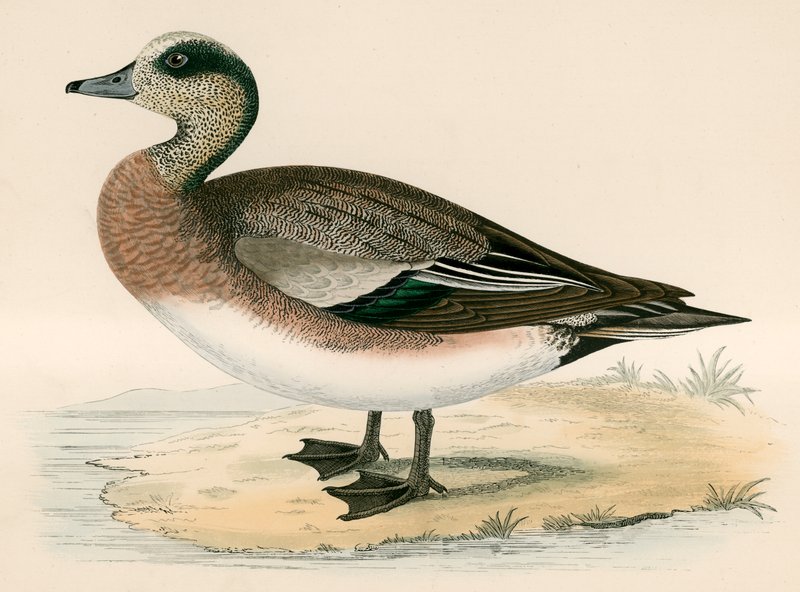Świstak amerykański autorstwa Beverley R. Morris