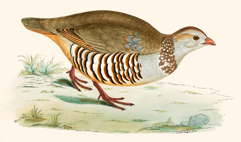 Kuropatwa berberyjska autorstwa Beverley R. Morris