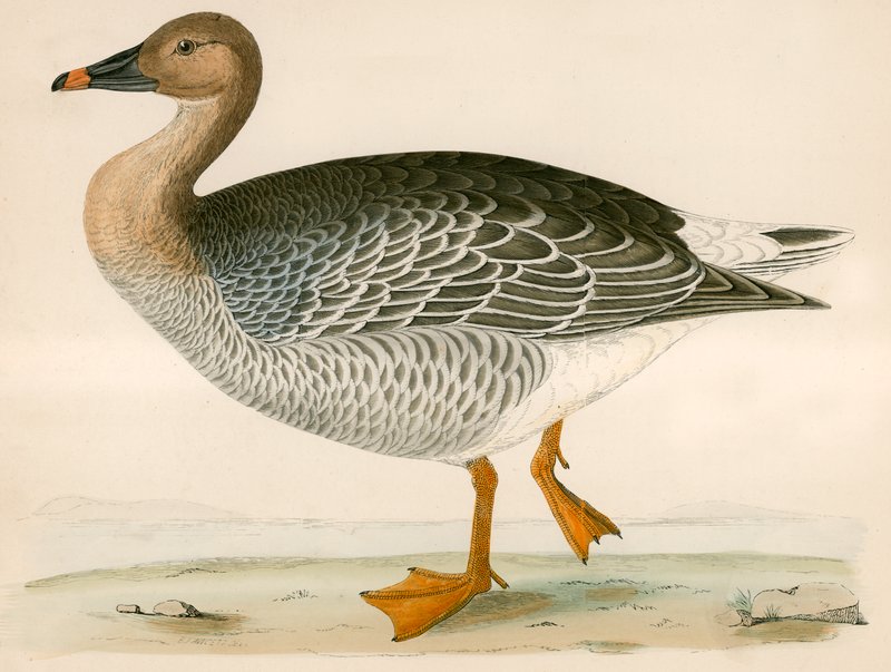 Gęś zbożowa autorstwa Beverley R. Morris