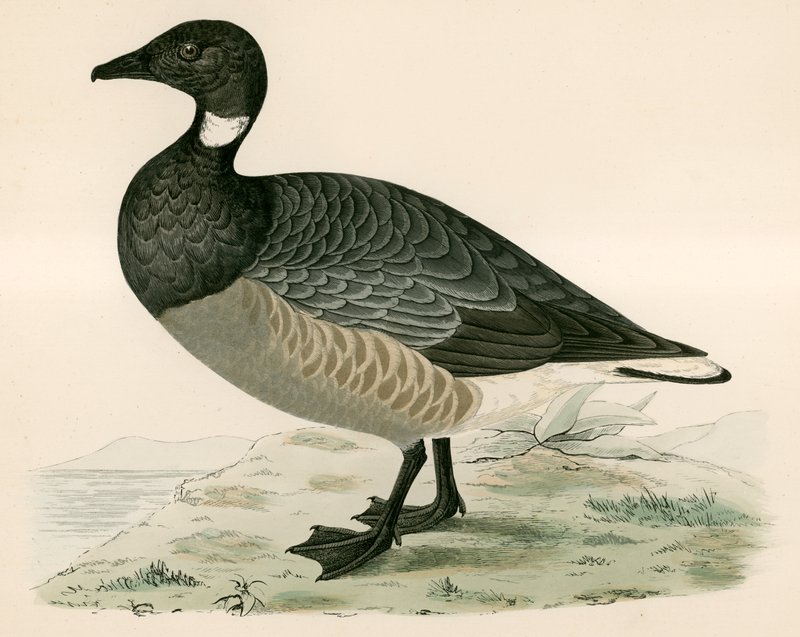 Brent Goose autorstwa Beverley R. Morris