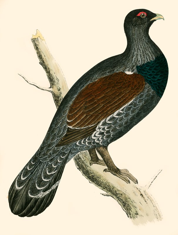 Głuszec autorstwa Beverley R. Morris