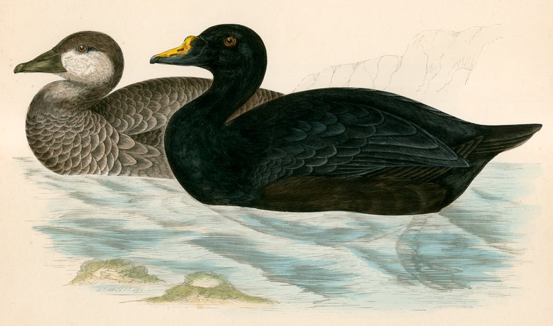 Uhleczek autorstwa Beverley R. Morris