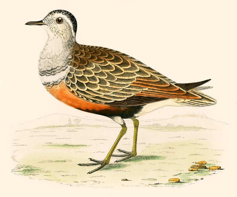Dotterel autorstwa Beverley R. Morris