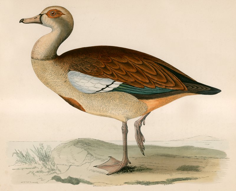 Gęś egipska autorstwa Beverley R. Morris