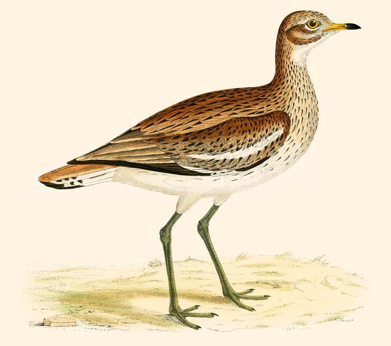 Wielka siewka autorstwa Beverley R. Morris