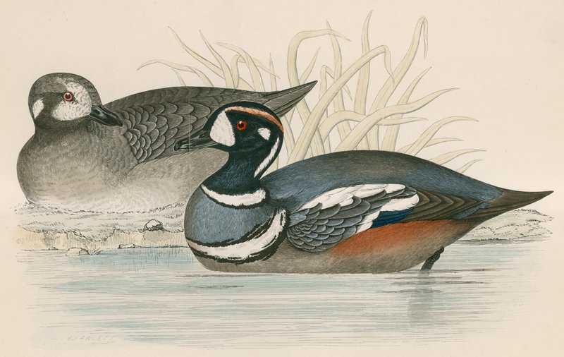 Kaczka Harlequin autorstwa Beverley R. Morris