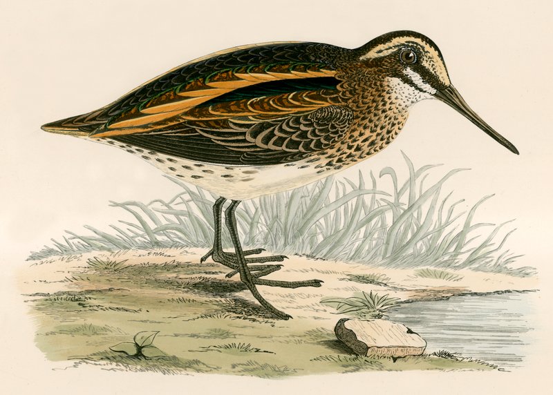Jack Snipe autorstwa Beverley R. Morris