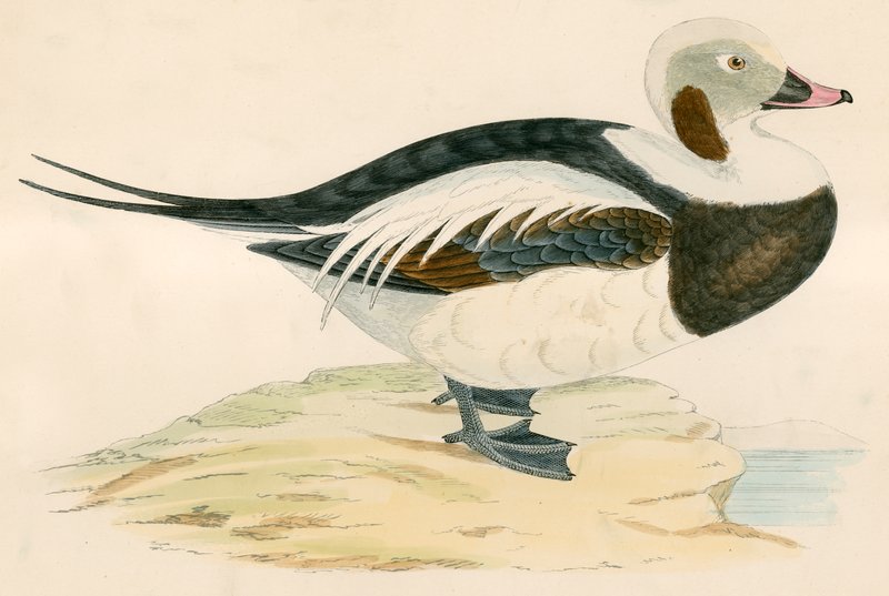 Kaczka długoogoniasta autorstwa Beverley R. Morris
