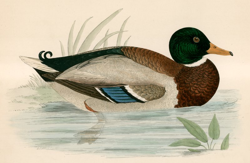 Mallard autorstwa Beverley R. Morris