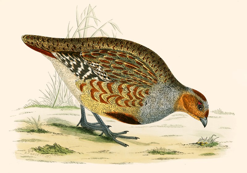 Kuropatwa autorstwa Beverley R. Morris