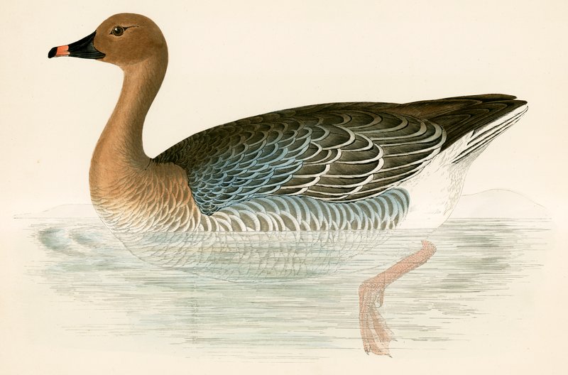 Gęś różowa autorstwa Beverley R. Morris