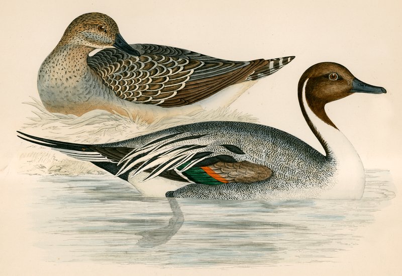 Kaczka Pintail autorstwa Beverley R. Morris