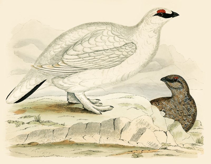 Ptarmigan autorstwa Beverley R. Morris