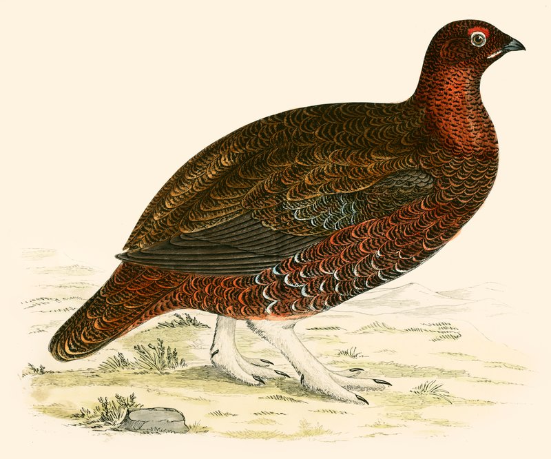 Cietrzew autorstwa Beverley R. Morris