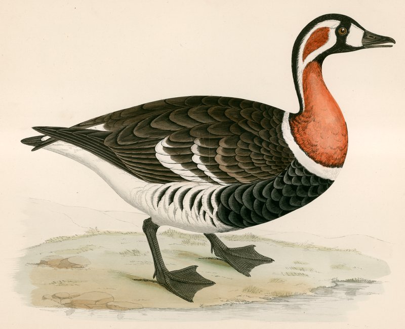 Gęś czerwona autorstwa Beverley R. Morris