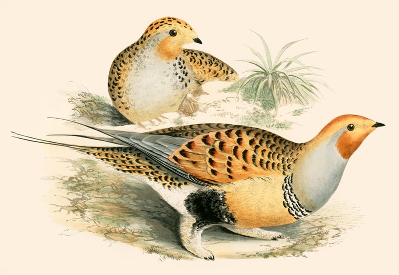 Cietrzew piaskowy autorstwa Beverley R. Morris