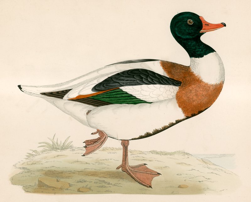 Tarczownik autorstwa Beverley R. Morris