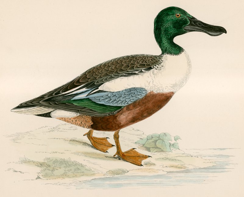 Łopata autorstwa Beverley R. Morris
