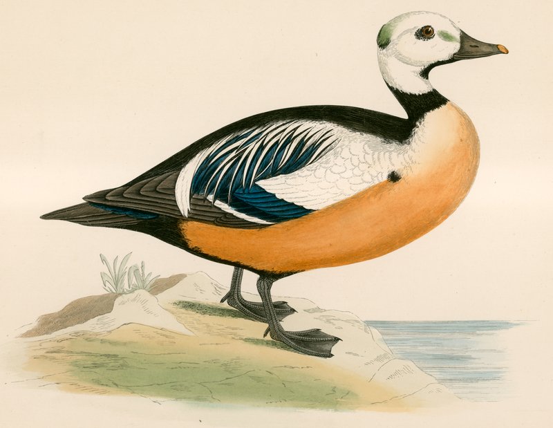 Zachodnia Kaczka Stellera autorstwa Beverley R. Morris