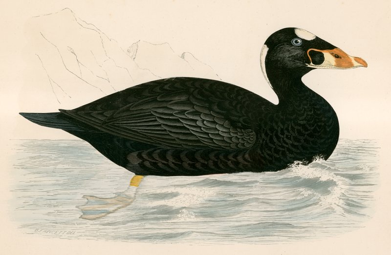 Pewnie skuter autorstwa Beverley R. Morris