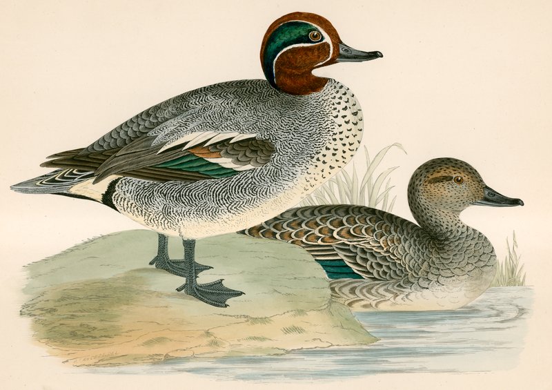 Cyraneczka autorstwa Beverley R. Morris