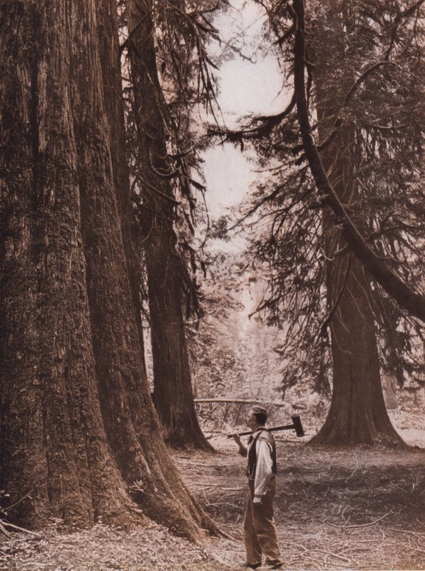 Daglezja zielona, Kolumbia Brytyjska, Kanada (zdjęcie czarno-białe) autorstwa Canadian Photographer