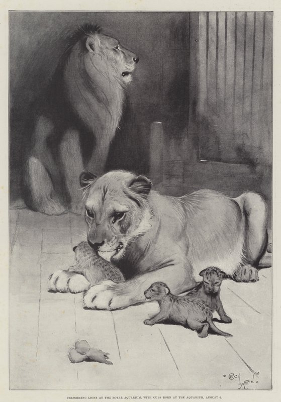 Występ Lwów w Królewskim Akwarium z młodymi urodzonymi w Akwarium, 6 sierpnia autorstwa Cecil Charles Windsor Aldin