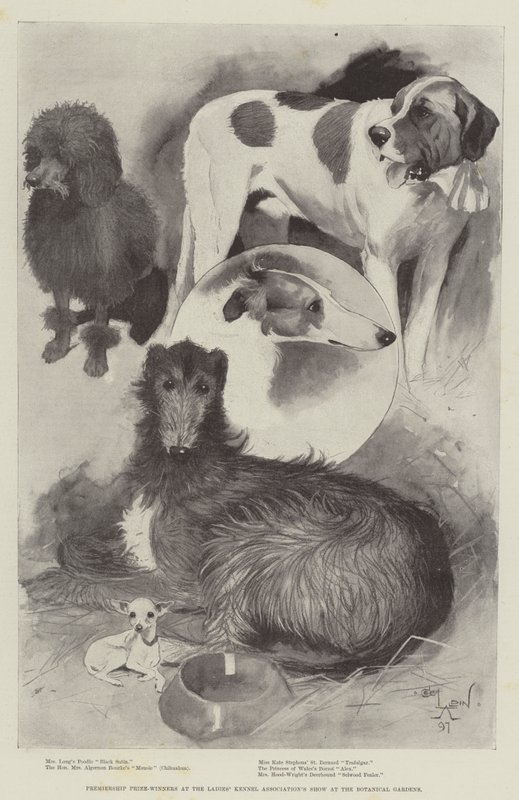 Laureaci Premiership na Wystawie Związku Kynologicznego Kobiet w Ogrodzie Botanicznym autorstwa Cecil Charles Windsor Aldin